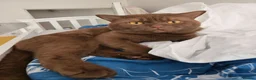British Shorthair cats for sale: RARE! British Shorthair Kittens Cinnamon & Fawn in London - Advert 3
