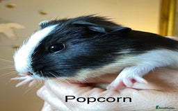 Guinea Pig rodents for sale: Lovely baby boy Guinea pigs - Image 6