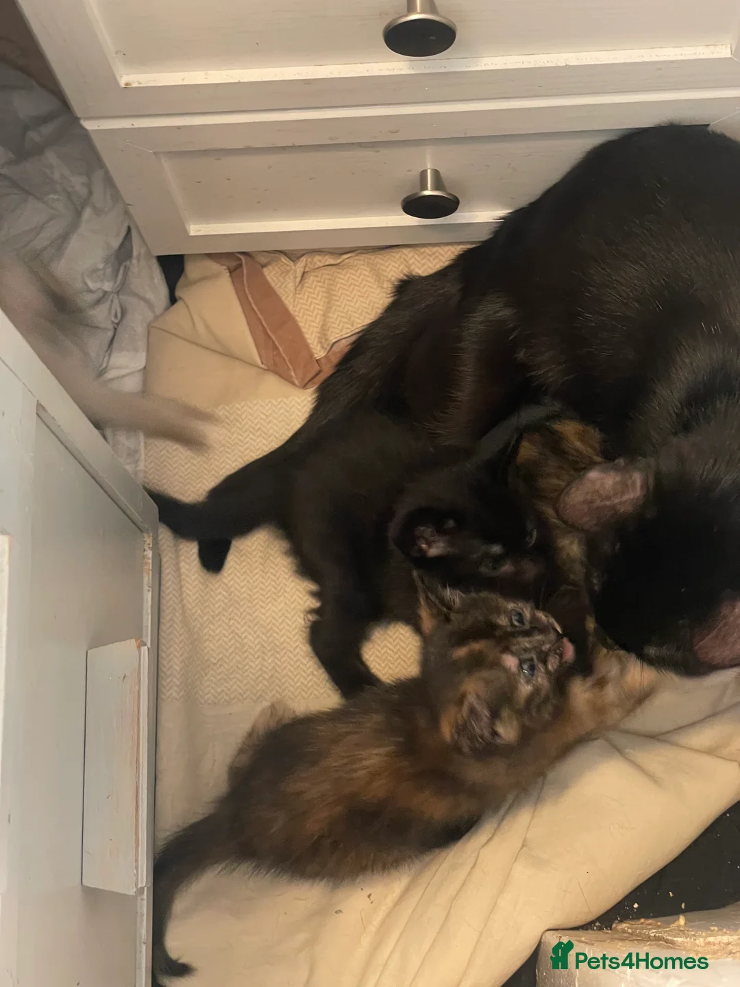 Mixed Breed cats for sale: Colourful kittens looking for home 🩷 - Advert 7