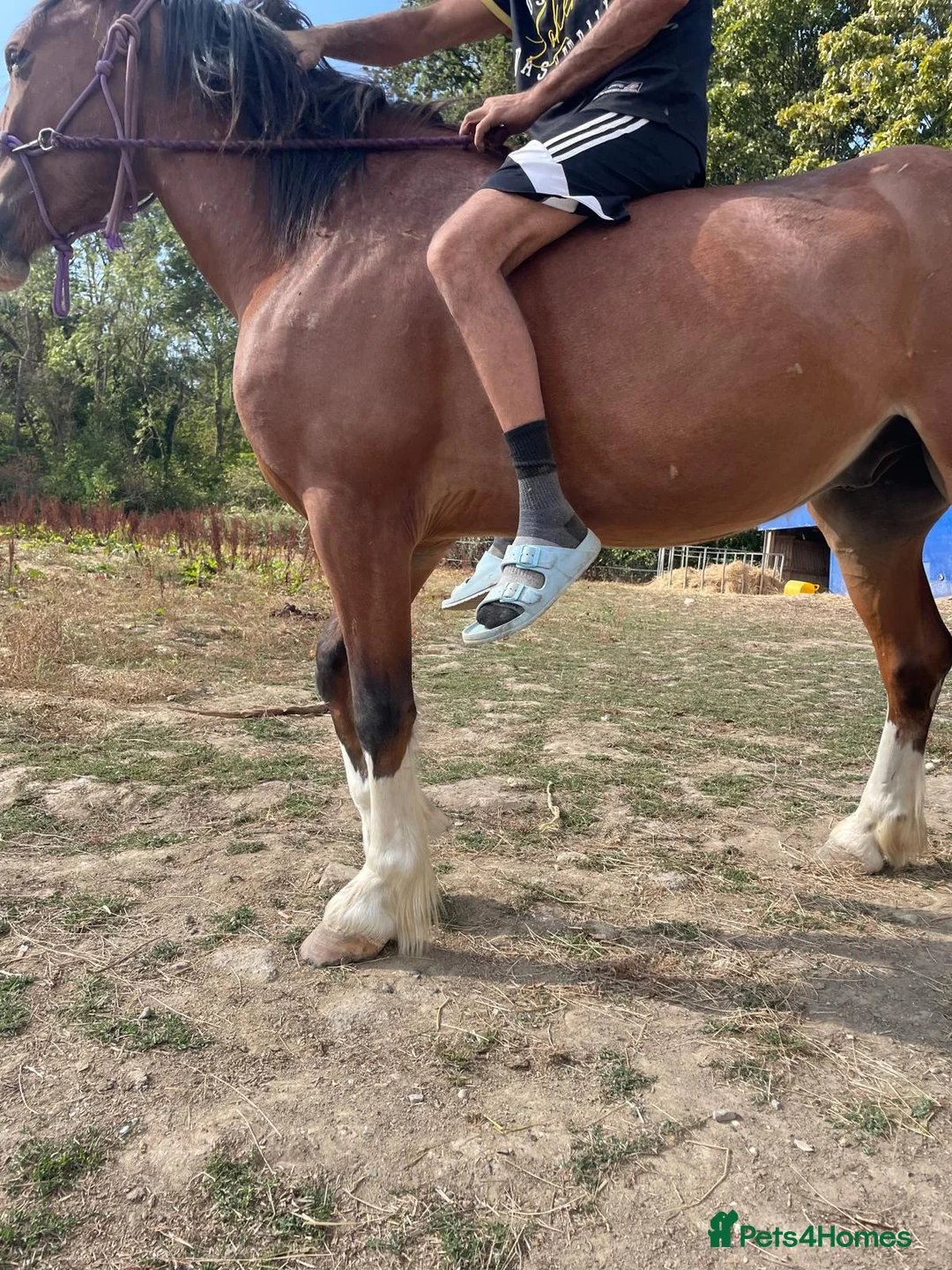 Shire horses for sale: Shire in Pulborough - Advert 2
