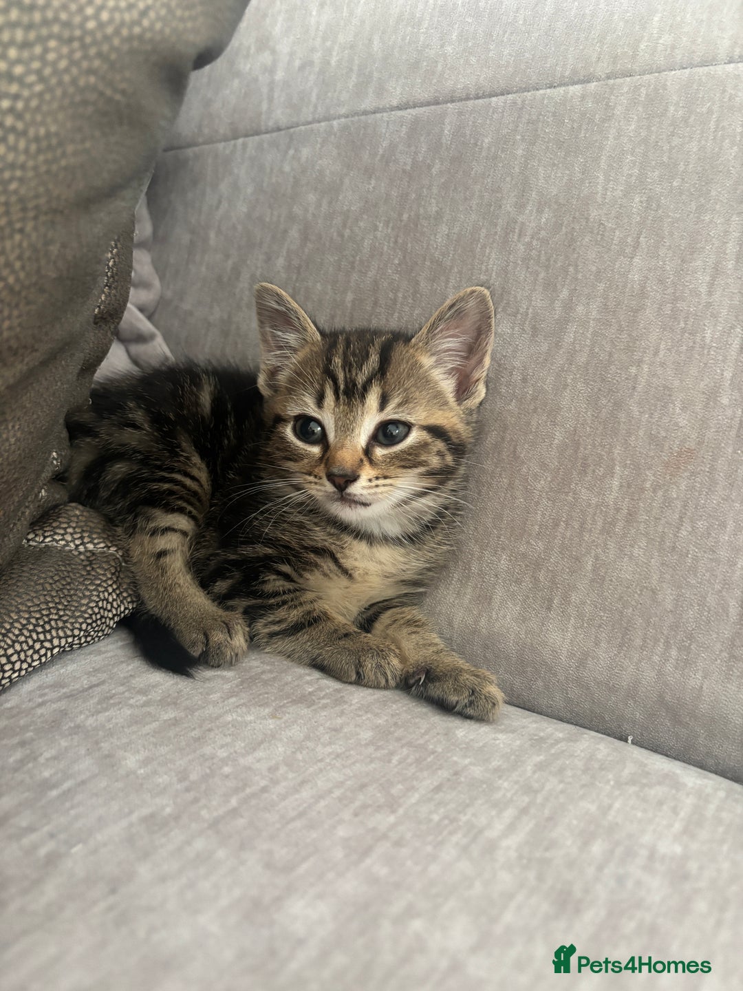 Mixed Breed cats for sale: 5 beautiful kittens - Image 4
