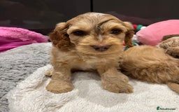 Cockapoo dogs for sale: 💗Beautiful F1 Cockapoo puppies  - Image 12