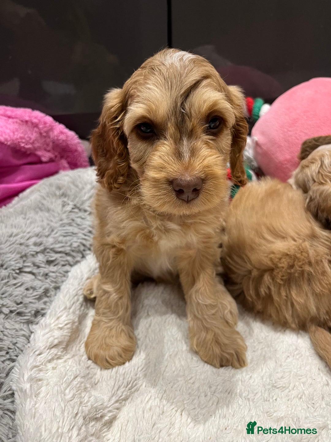 Cockapoo dogs for sale: 💗Beautiful F1 Cockapoo puppies  - Image 12