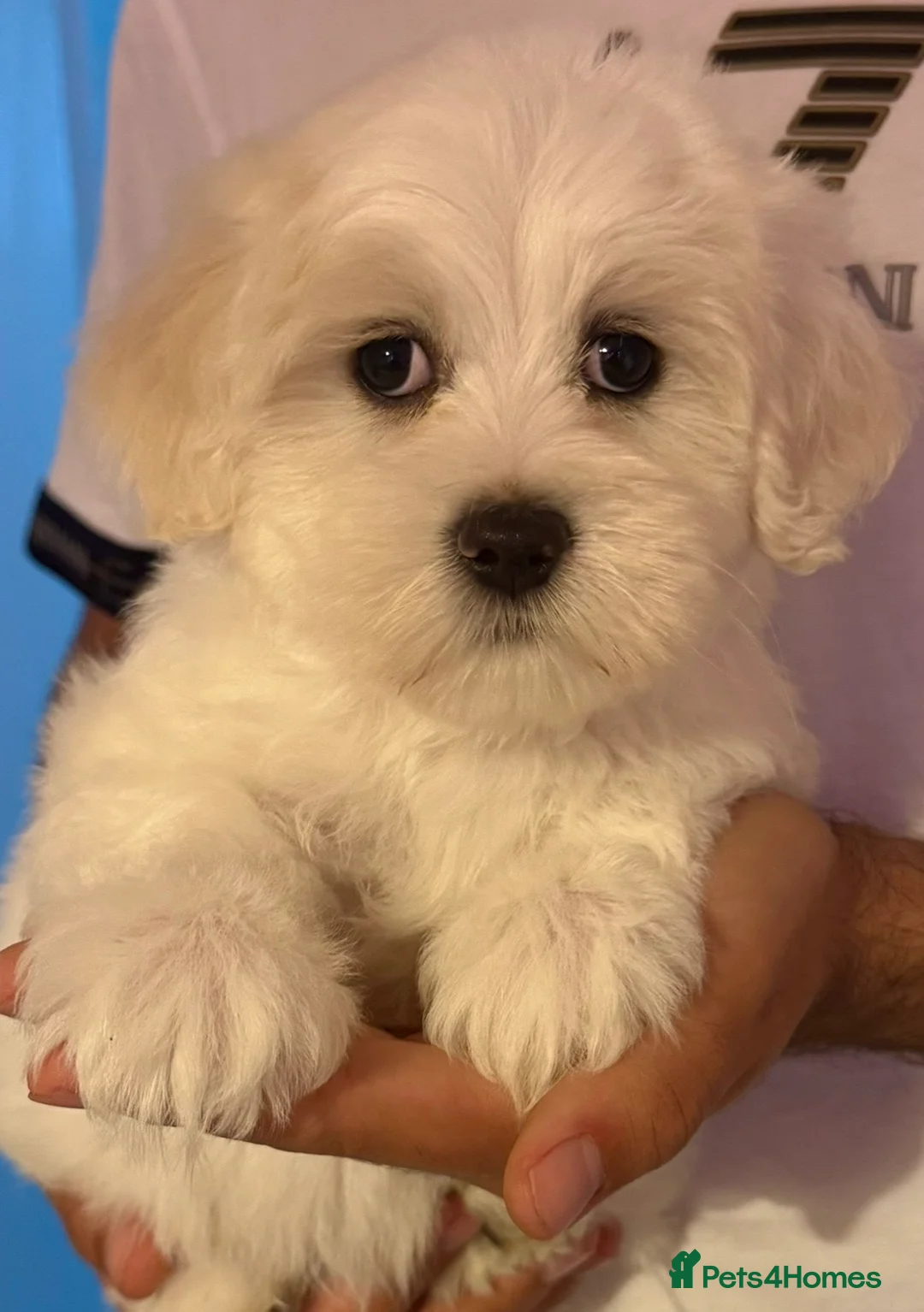 Maltipoo dogs for sale: TOP QUALITY MALTIPOO GIRLS READY NOW! - Advert 1