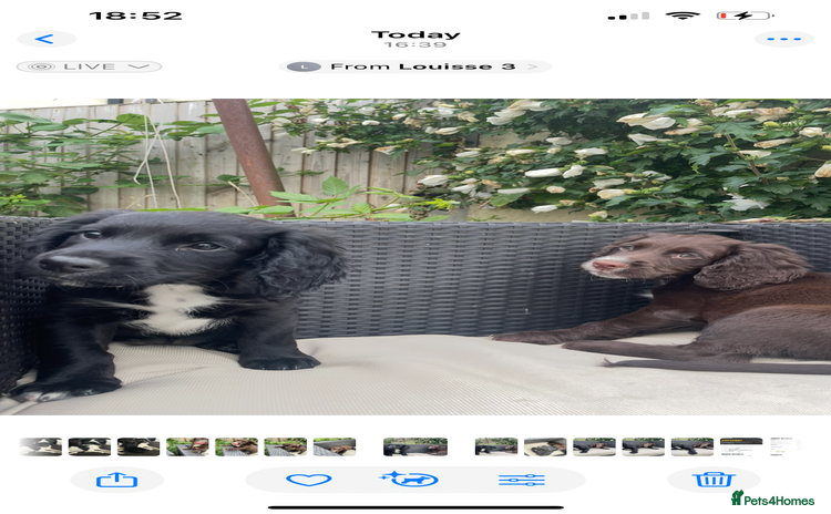 Cocker Spaniel dogs - Advert 4
