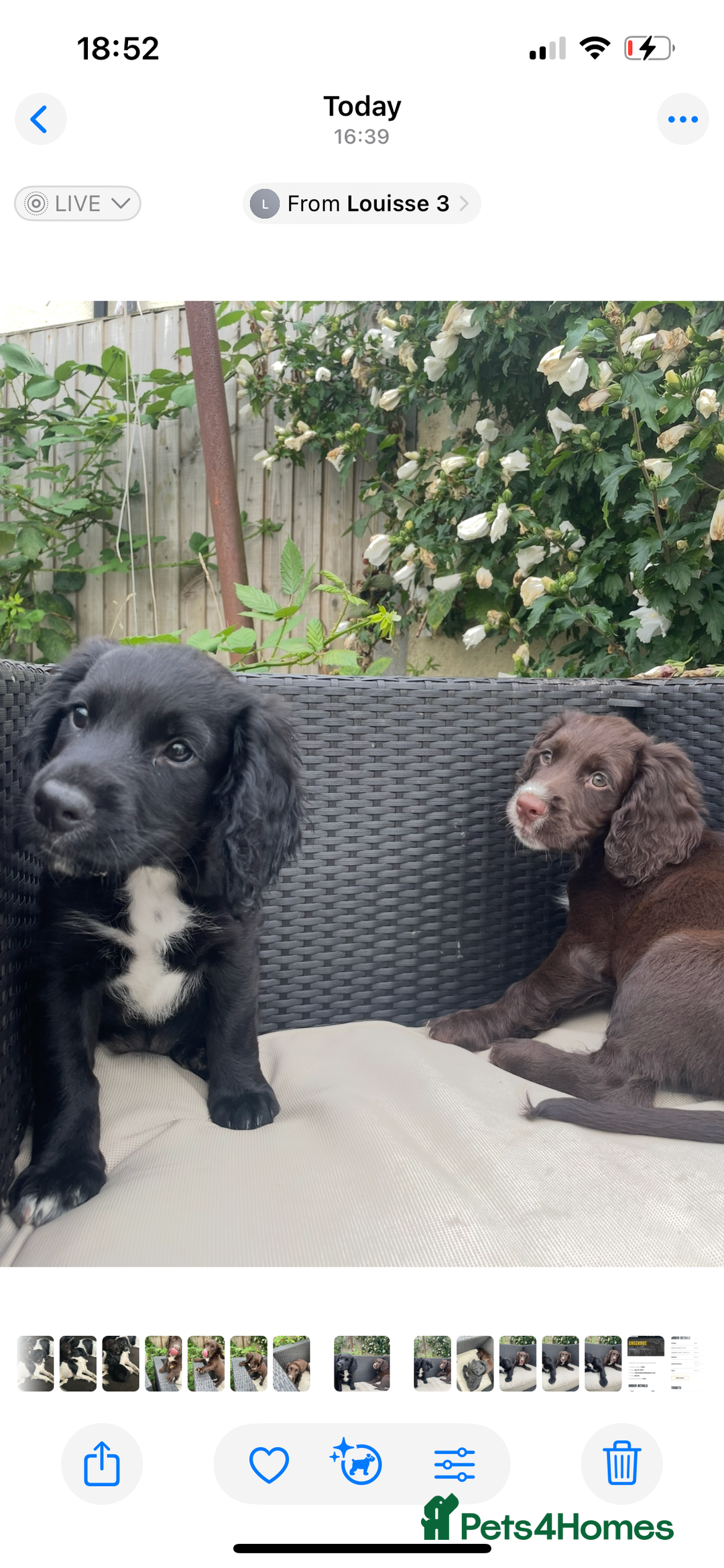 Cocker Spaniel dogs for sale: Last chocolate working cocker spaniel puppy  - Image 4