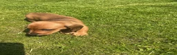 Miniature Dachshund dogs for sale: KC REG Miniature dachshunds. Council licensed in Airdrie - Advert 7