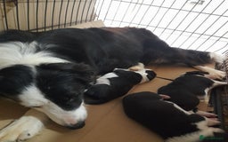 Border Collie dogs for sale: Border collie pups for sale  - Image 2
