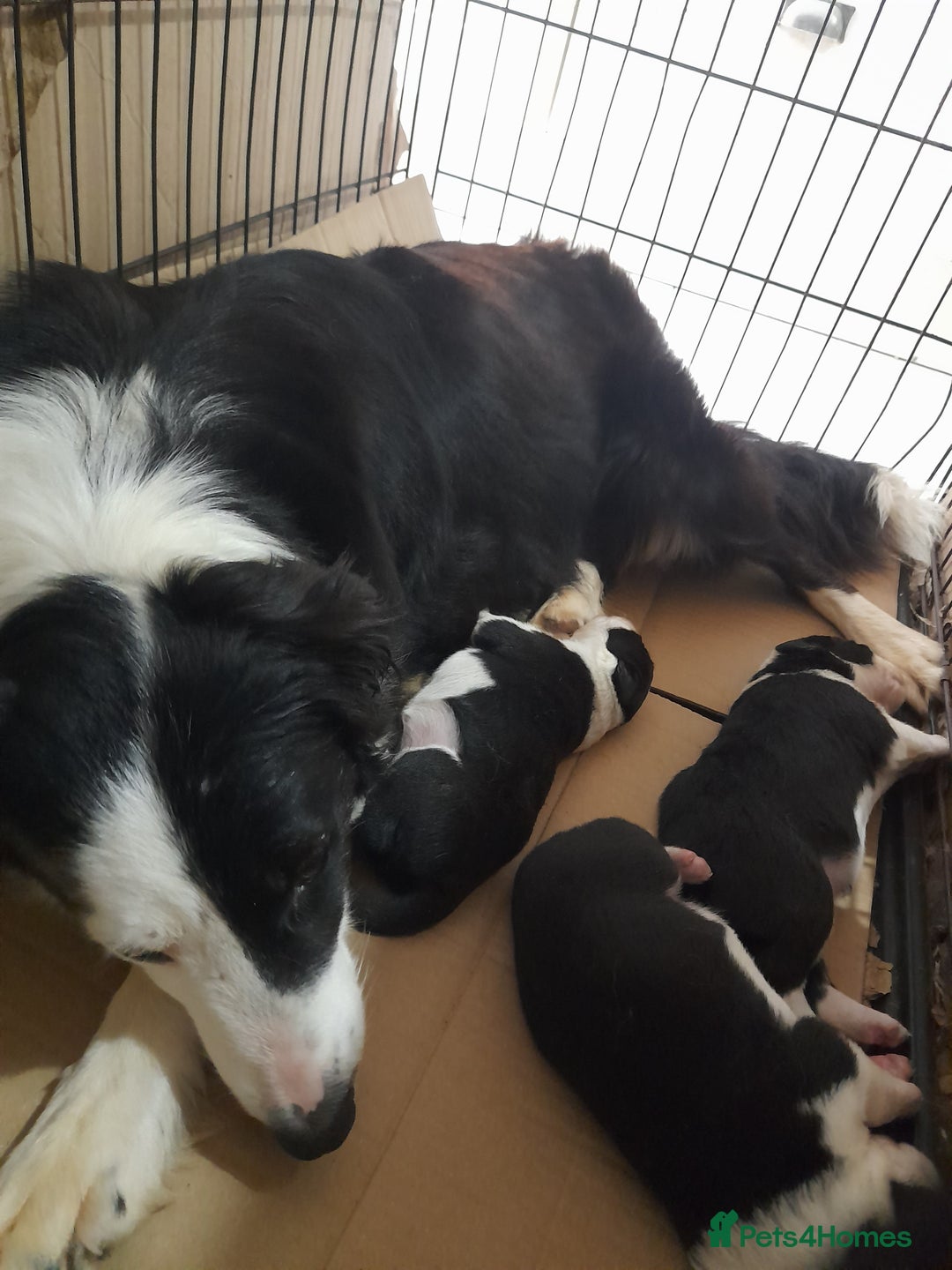 Border Collie dogs for sale: Border collie pups for sale  - Image 2