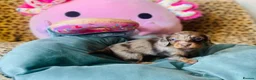 Miniature Dachshund dogs for sale: Gorgeous long‑haired Miniature Dachshund Puppies! - Advert 6