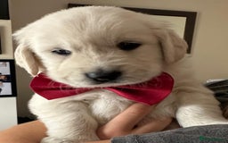 Golden Retriever dogs for sale: Beautiful KC Registered Golden Retriever Puppies - Image 10