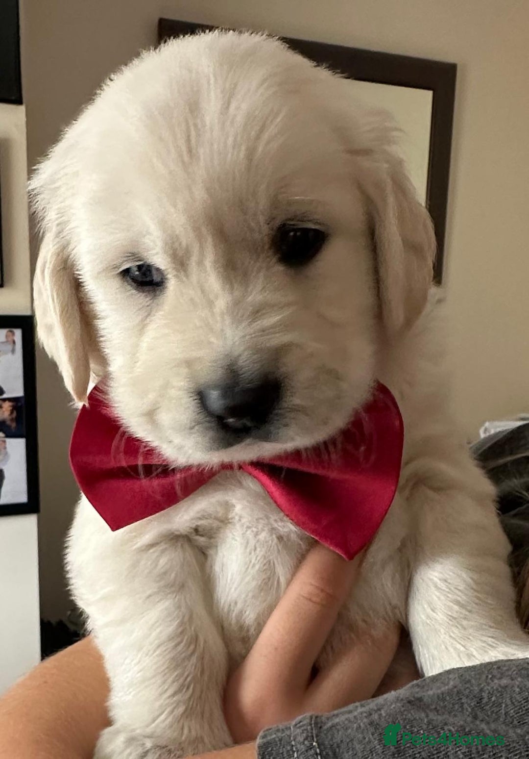 Golden Retriever dogs for sale: Beautiful KC Registered Golden Retriever Puppies - Image 10