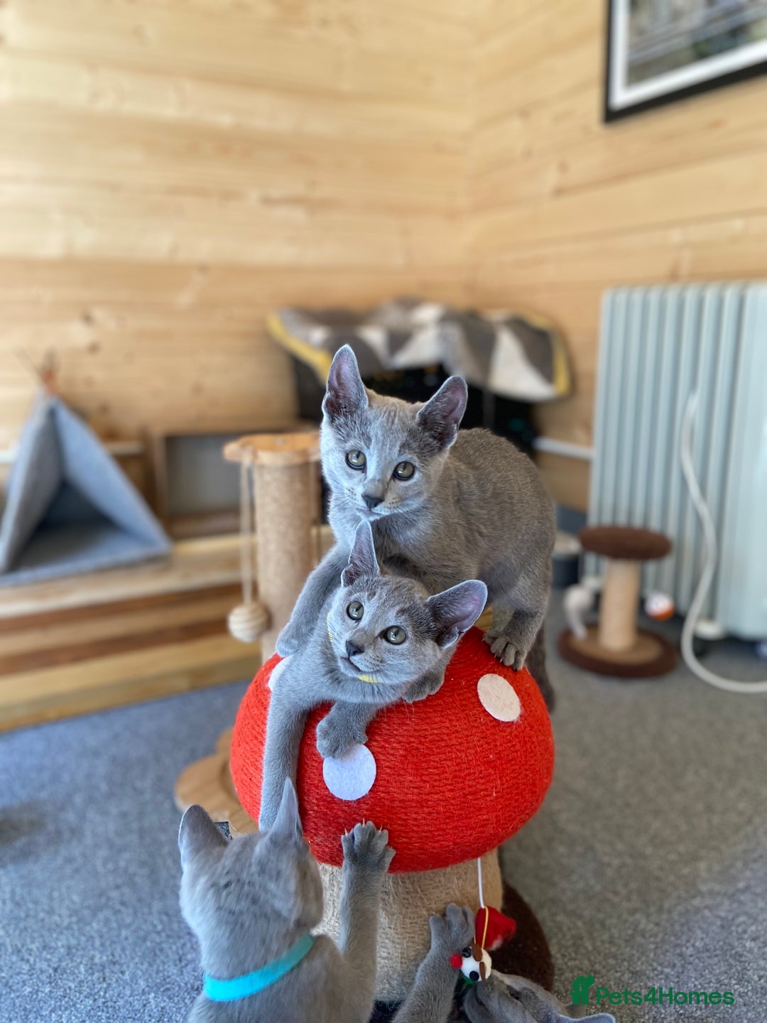 Russian Blue cats for sale: 🧡The last female-Russian Blue Kitten – TICA - Image 3