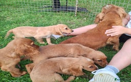 Cocker Spaniel dogs for sale: Working type cocker spaniel boys - Image 6