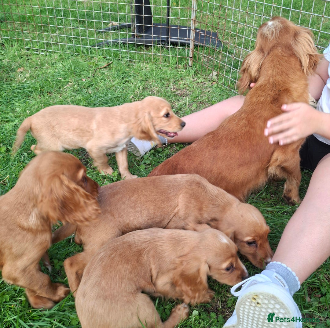 Cocker Spaniel dogs for sale: Working type cocker spaniel boys - Image 6