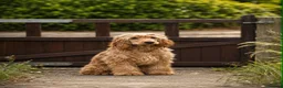 Mixed Breed dogs for sale: Stunning litter available  - Advert 23