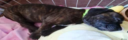Staffordshire Bull Terrier dogs for sale: Exceptional Staffordshire bull Terrier Puppies - Advert 3