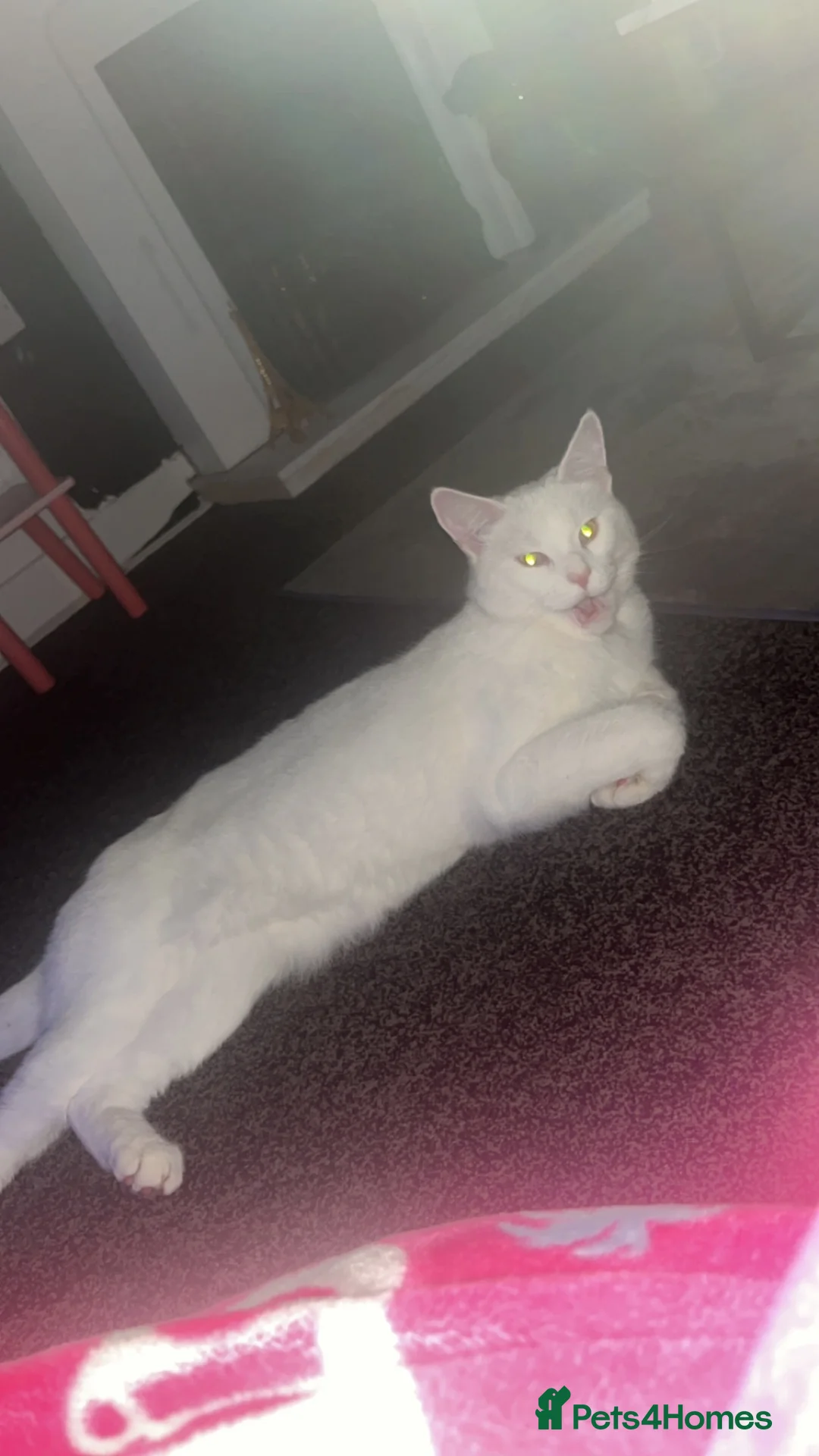 Maine Coon cats for sale: Male maincoon x Turkish Angola  in Preston - Advert 1