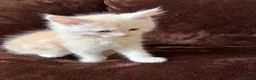 Maine Coon cats for sale: Maine Coon Cross Kittens  - Advert 4