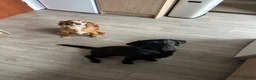 Labrador Retriever dogs for sale: Lollie The 1 Year Old Lab - Advert 2