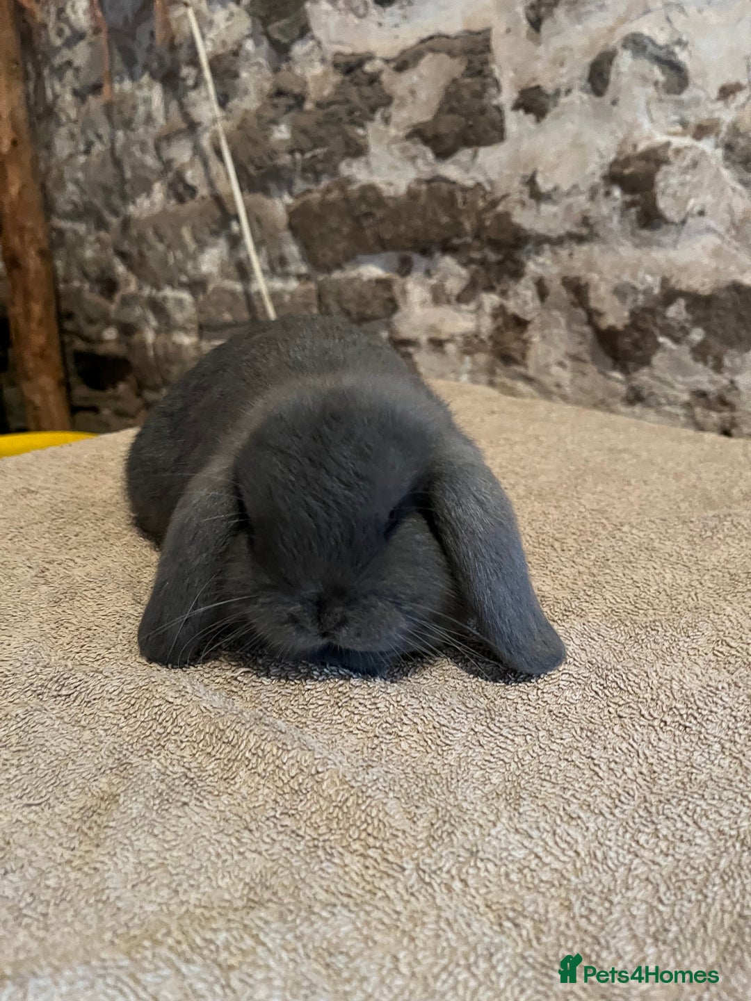 Mini Lop rabbits for sale: Two pure mini lop rabbits  - Image 11