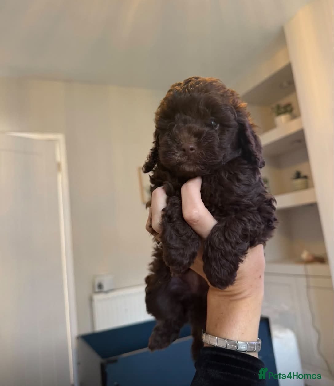 Cockapoo dogs Beautiful ToyF1BB - Advert 2