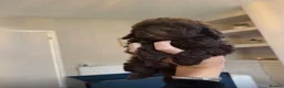 Cockapoo dogs for sale: Beautiful ToyF1BB - Advert 8