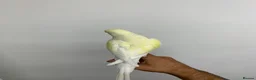 Ringnecks birds for sale: Gold tame ring neck  - Advert 2