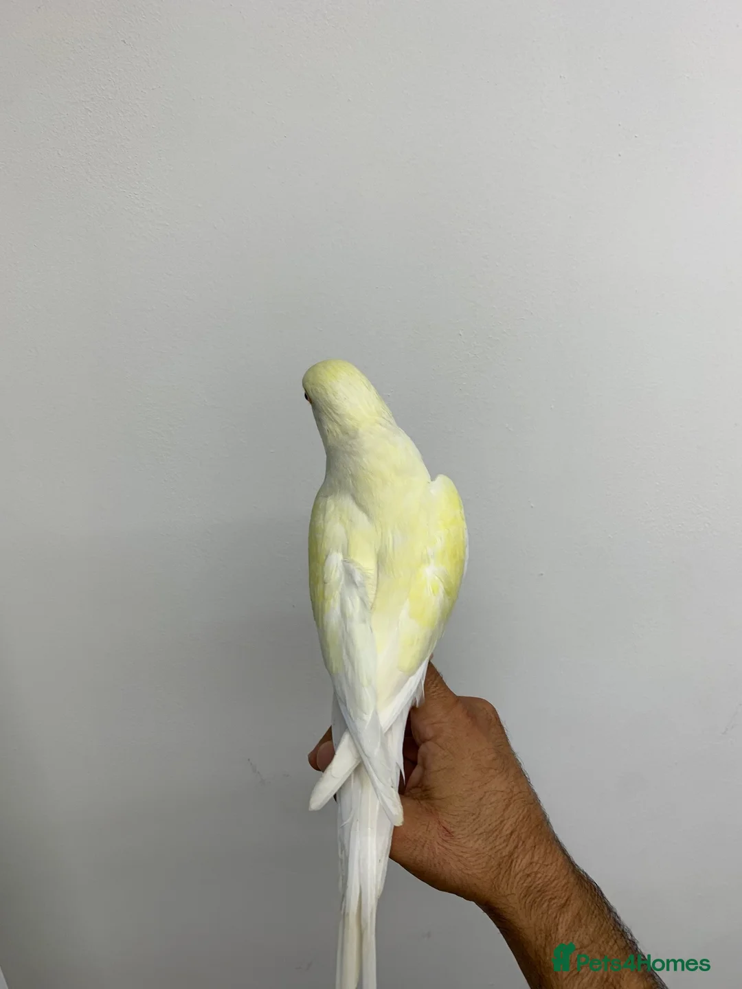Ringnecks birds for sale: Gold tame ring neck  - Advert 2