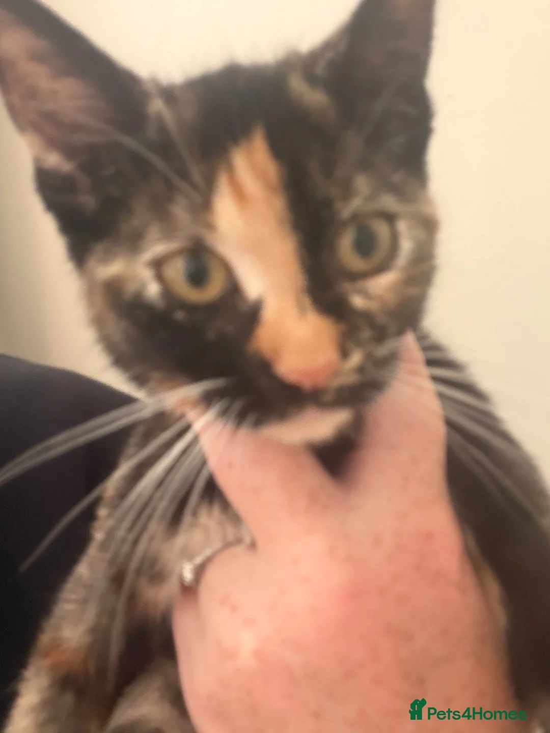 Mixed Breed cats for sale: Tortoise shell kitten  in Stockport - Advert 1