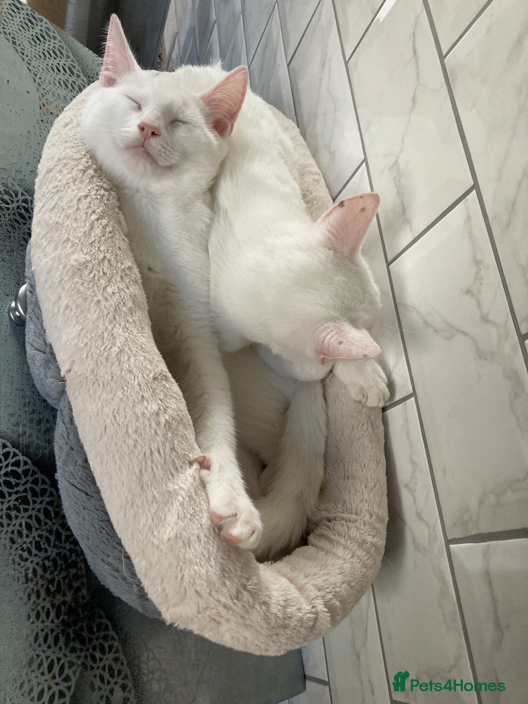 Turkish Van cats for sale: Gorgeous Turkish Van kitten - Advert 29