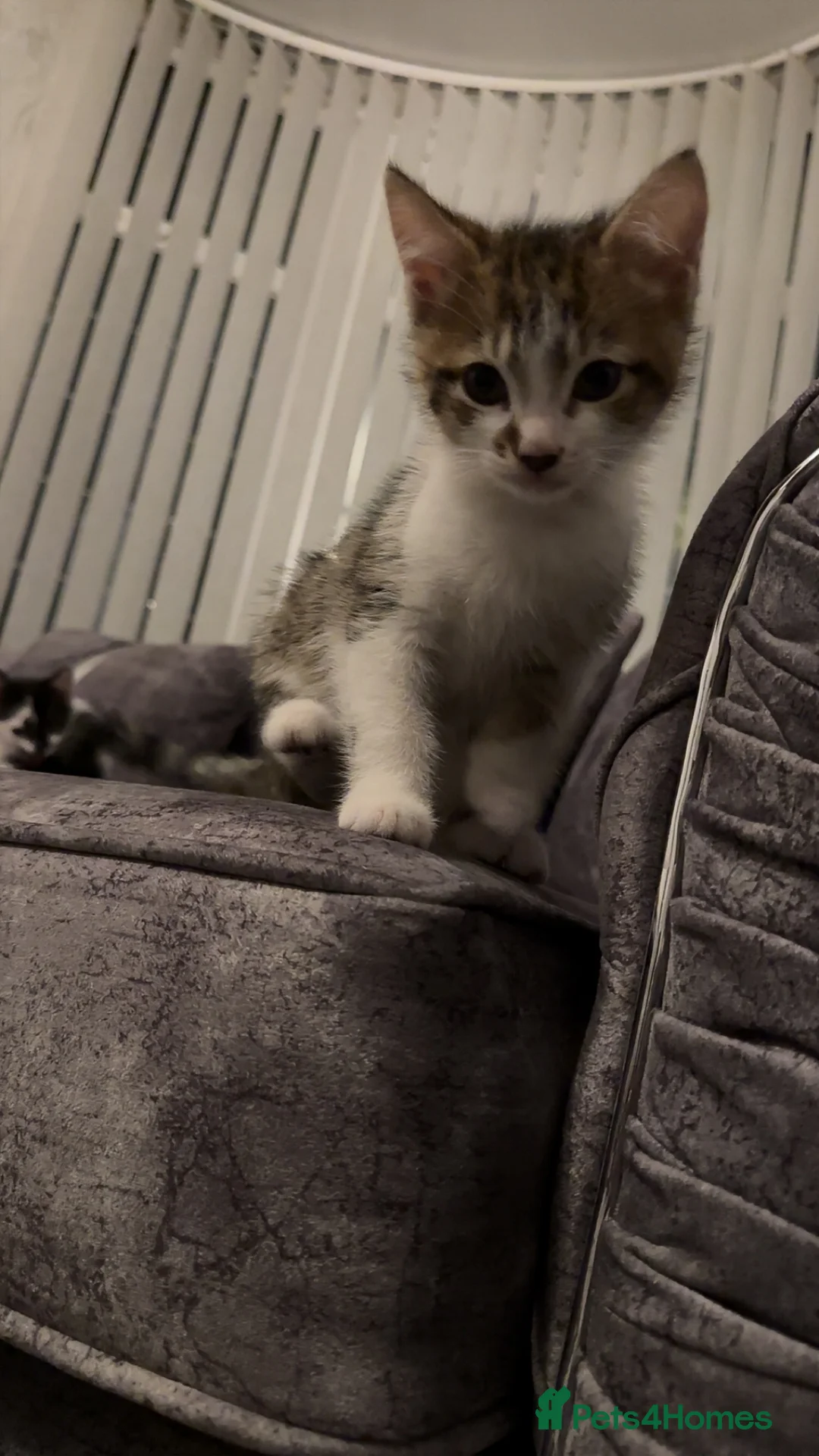 Domestic Shorthair cats for sale: Gorgeous tabby and British shorthair kitten - Advert 27