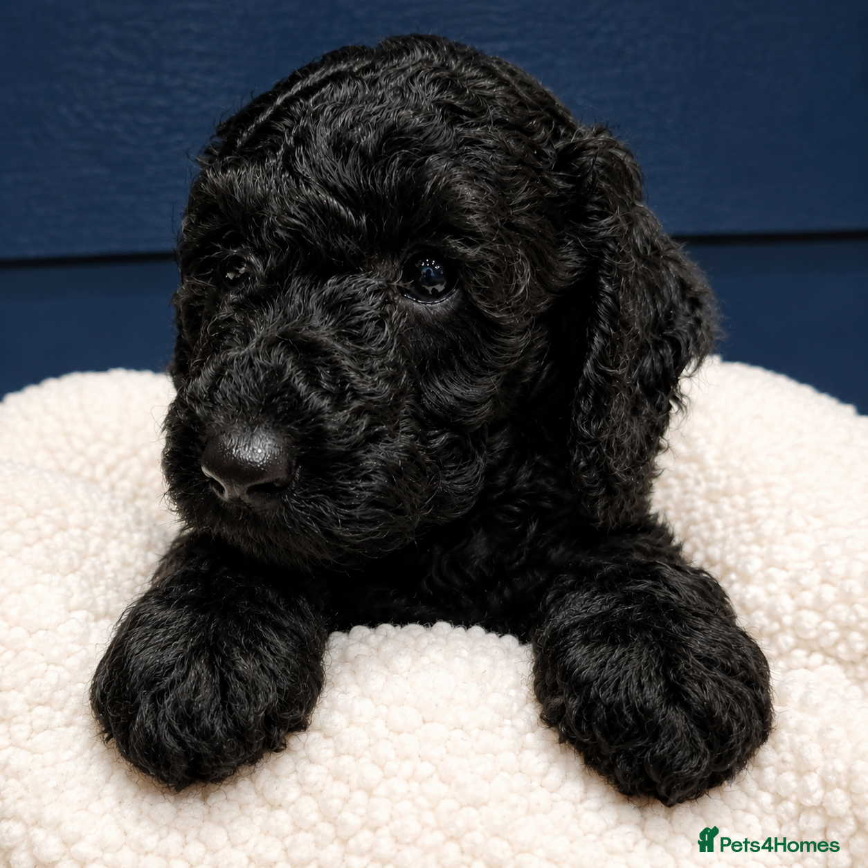 Labradoodle dogs 🐾 Beautiful Curly F4 Black Labradoodle Boy  🖤 - Advert 2