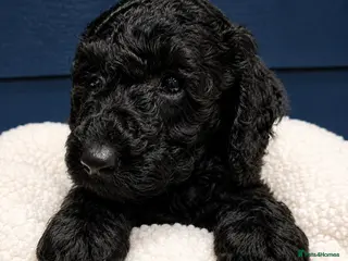 Labradoodle dogs 🐾 Beautiful Curly F4 Black Labradoodle Boy 🖤 - Advert 3