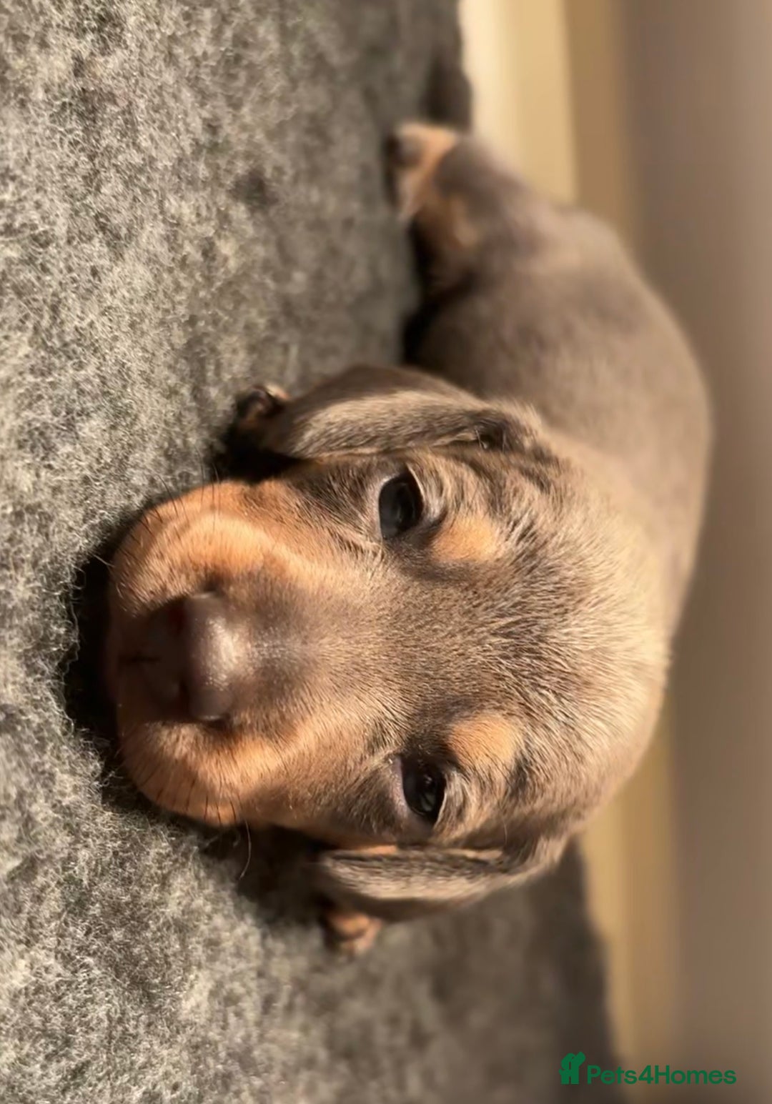 Miniature Dachshund dogs for sale: Blue & Tan Miniature Dachshund  - Advert 18