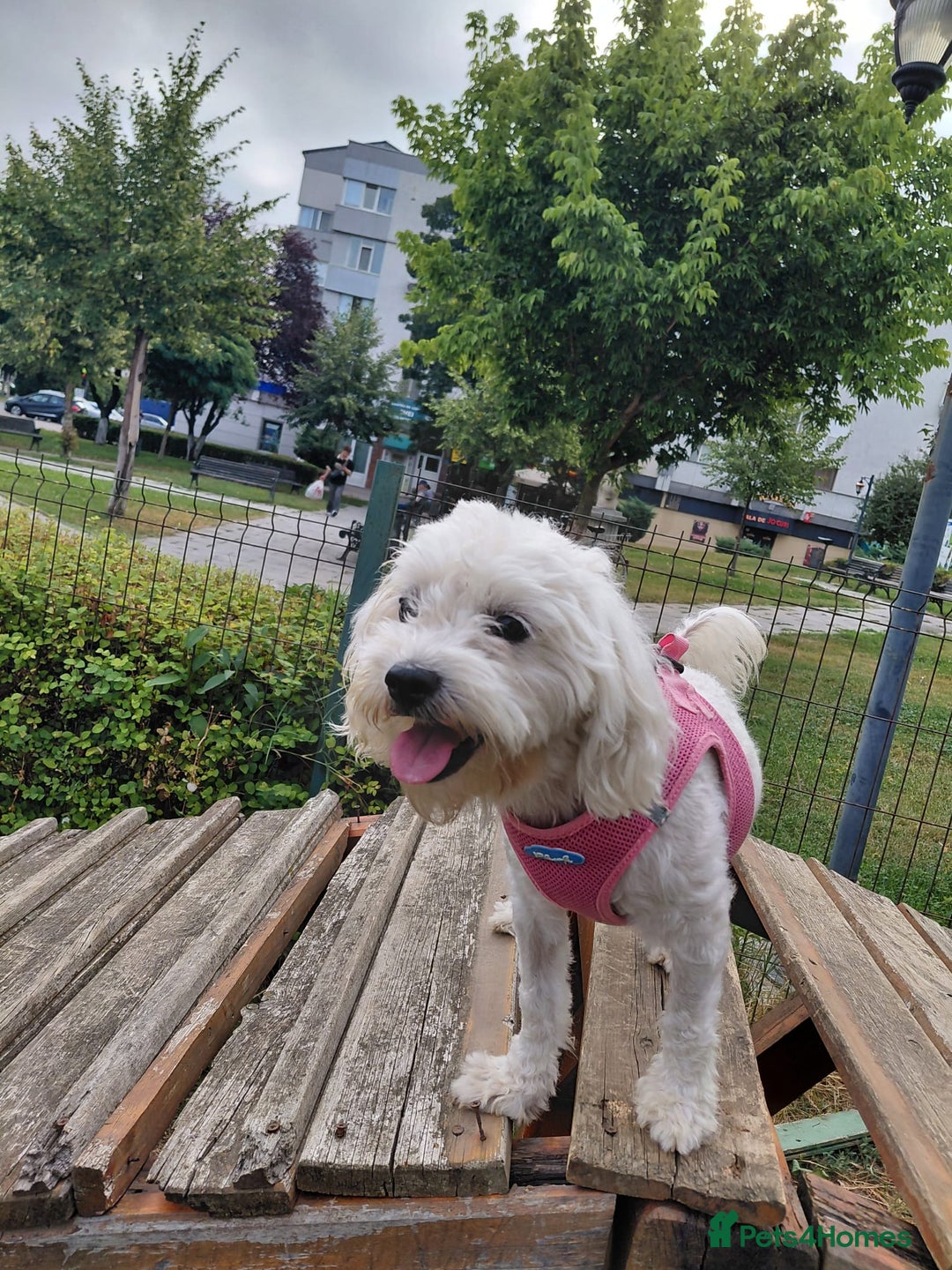 Bichon Frise dogs for adoption: ROMINA - a Beautiful Bichon Girl for a Loving Home - Image 7