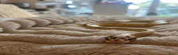Python Snake reptiles for sale: Male Ball Python - Advert 2