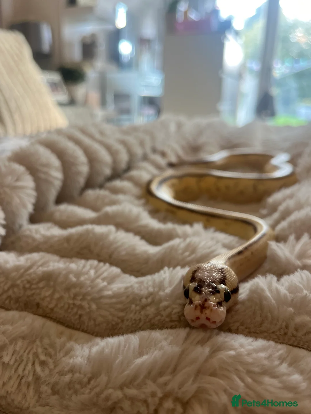 Python Snake reptiles for sale: Male Ball Python - Advert 2