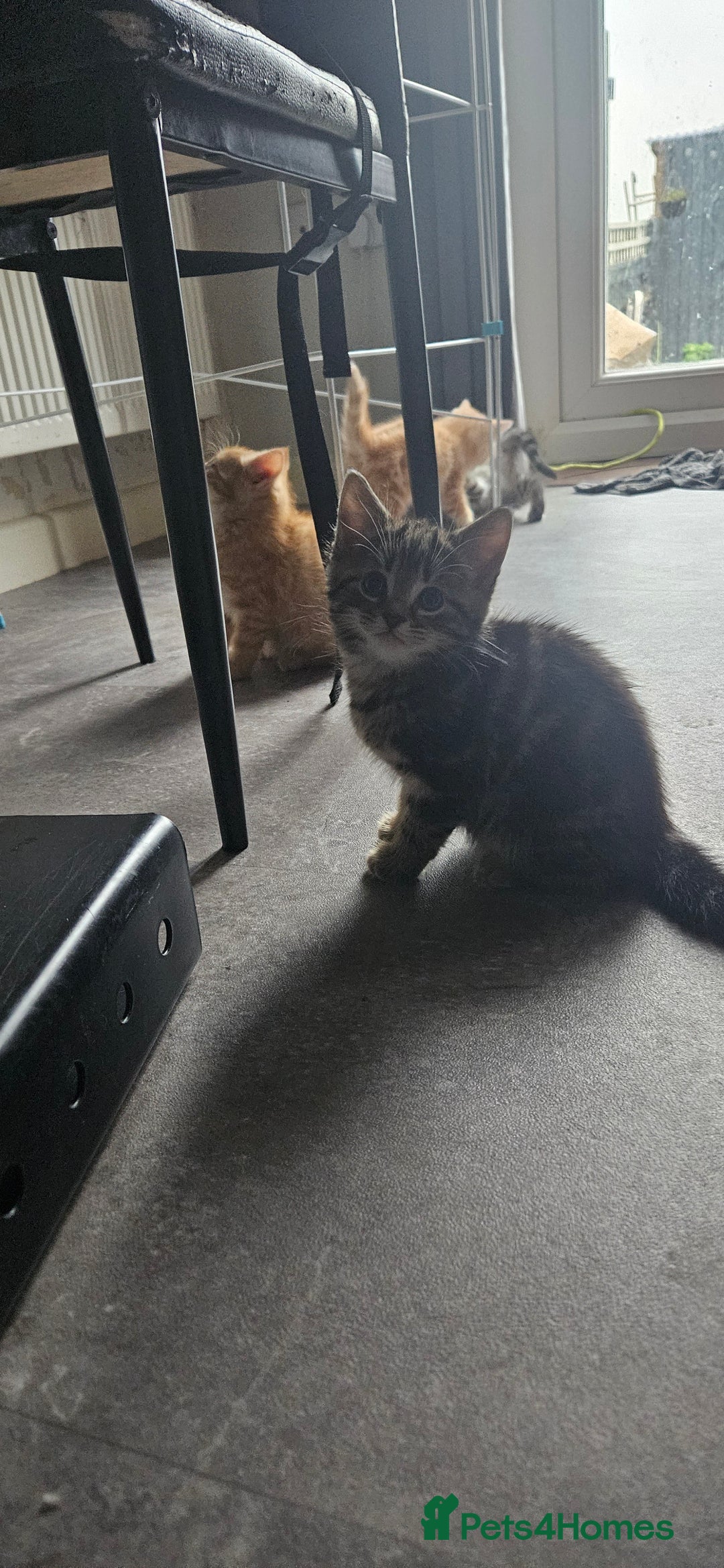 Mixed Breed cats for sale: Mainecoon bloodline  - Advert 3