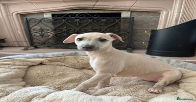 Mixed Breed dogs - Advert 13