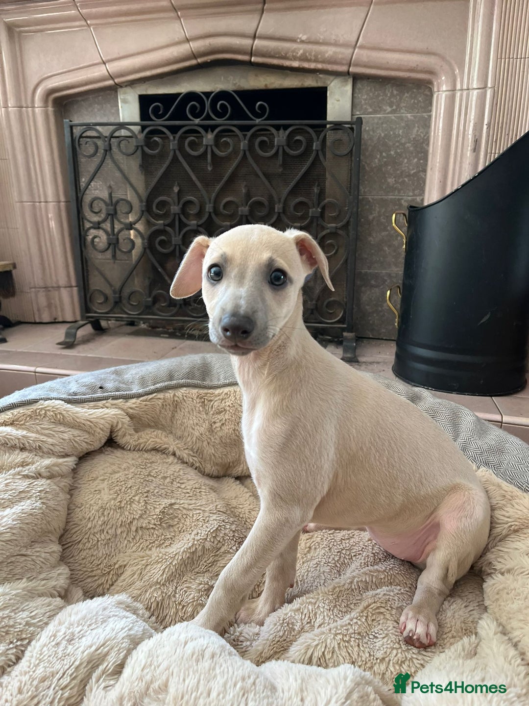 Mixed Breed dogs for sale:  🐶✨ ADORABLE WIGGY PUPPIES – licenced  breeder  - Image 3