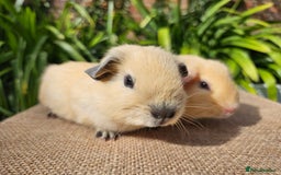 Guinea Pig rodents for sale: Bonded baby/young male californian guinea pigs - Image 7