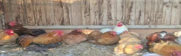 Chickens poultry for sale: Mixed colours pekin eggs  - Advert 6