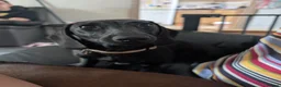 Miniature Dachshund dogs for sale: Female miniature dachshund  - Advert 3