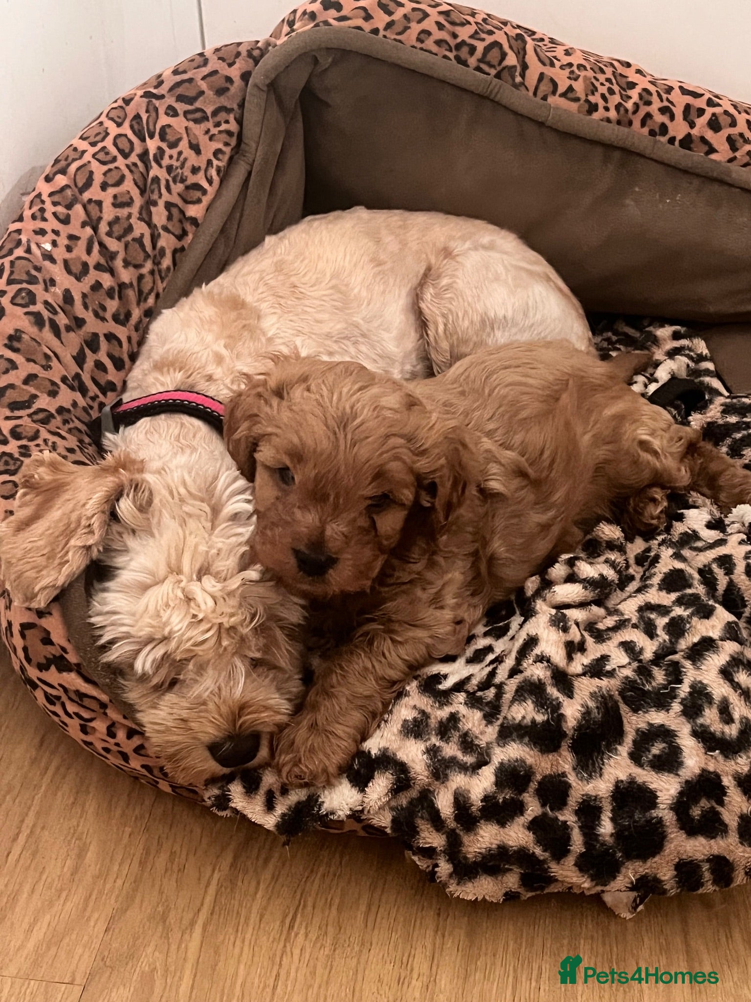 Cavapoo dogs Percy pudding  - Advert 4
