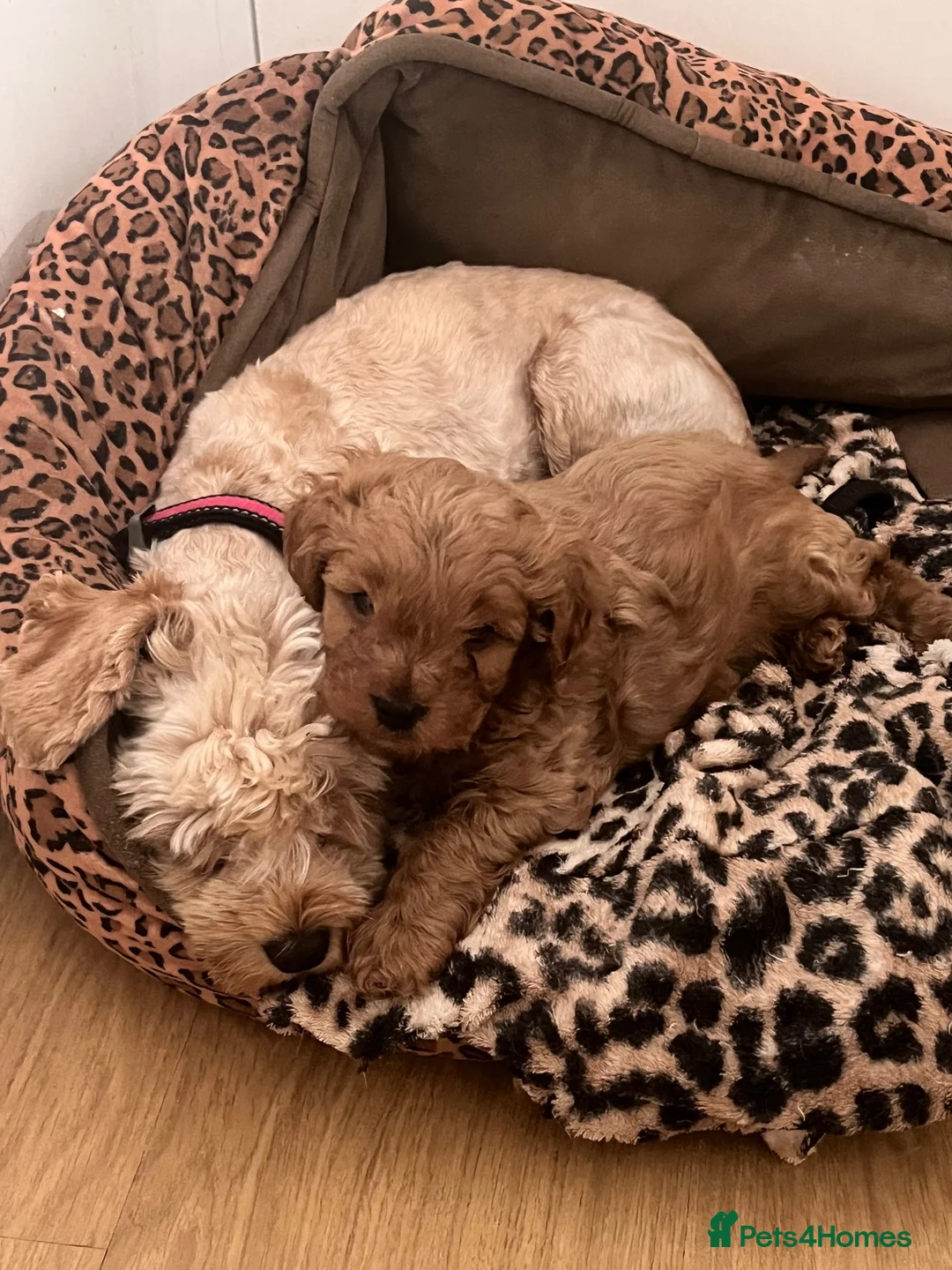 Cavapoo dogs for sale: Percy pudding  - Advert 1