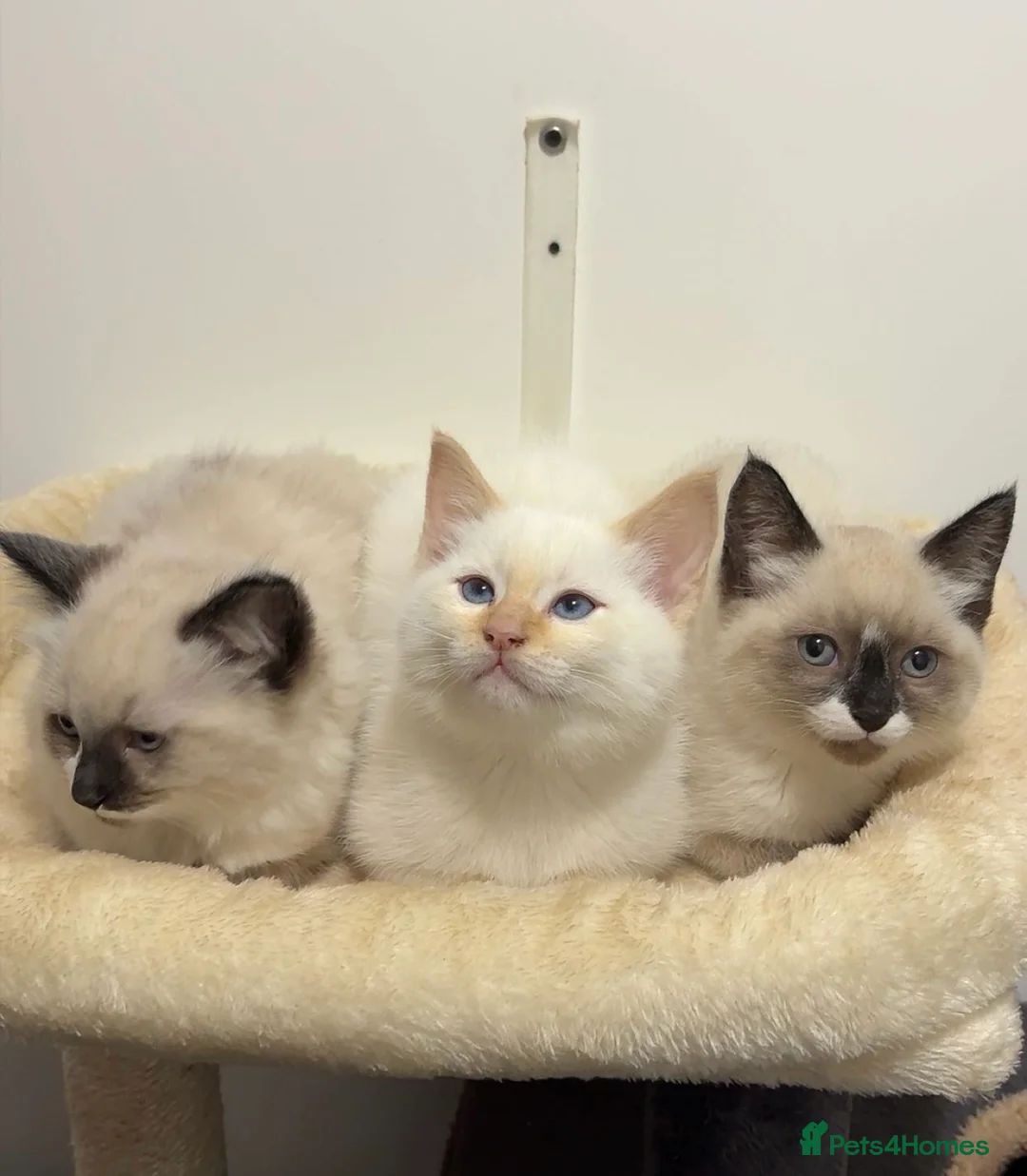 Ragdoll cats for sale: X3 Beautiful Ragdoll Kittens - Ready to leave 🐱 - Advert 1