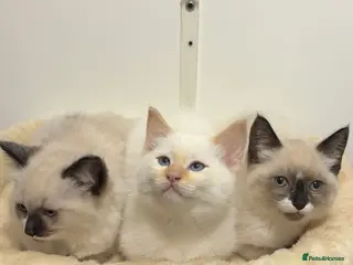 Ragdoll cats X3 Beautiful Ragdoll Kittens - Ready to leave 🐱 - Advert 1