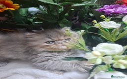 Persian cats for sale: Blue Persian kittens  - Image 15