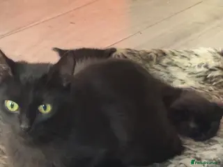 Mixed Breed cats for sale: Mixed breed male kittens - Advert 2